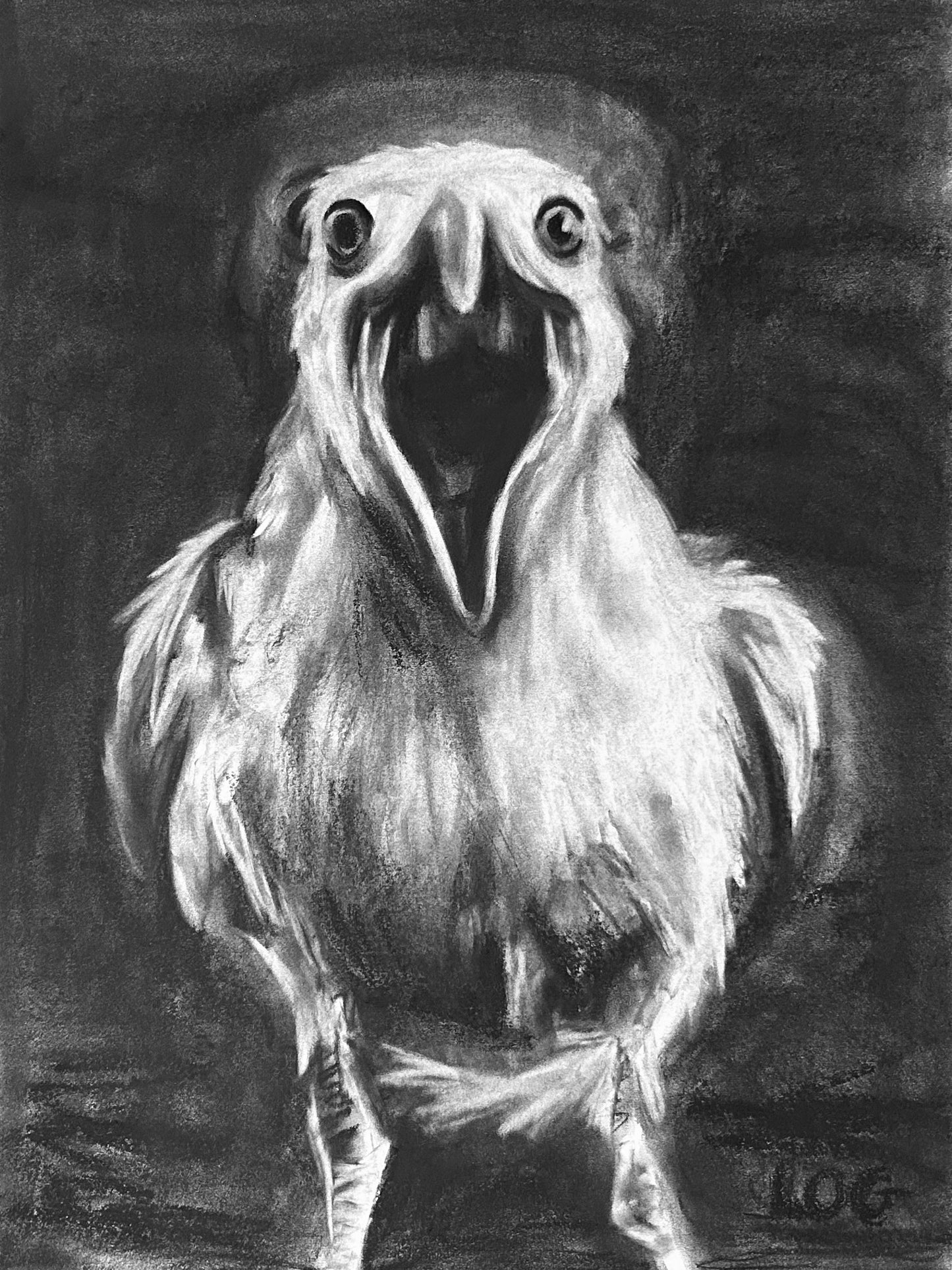 Screaming Seagull Charcoal Drawing