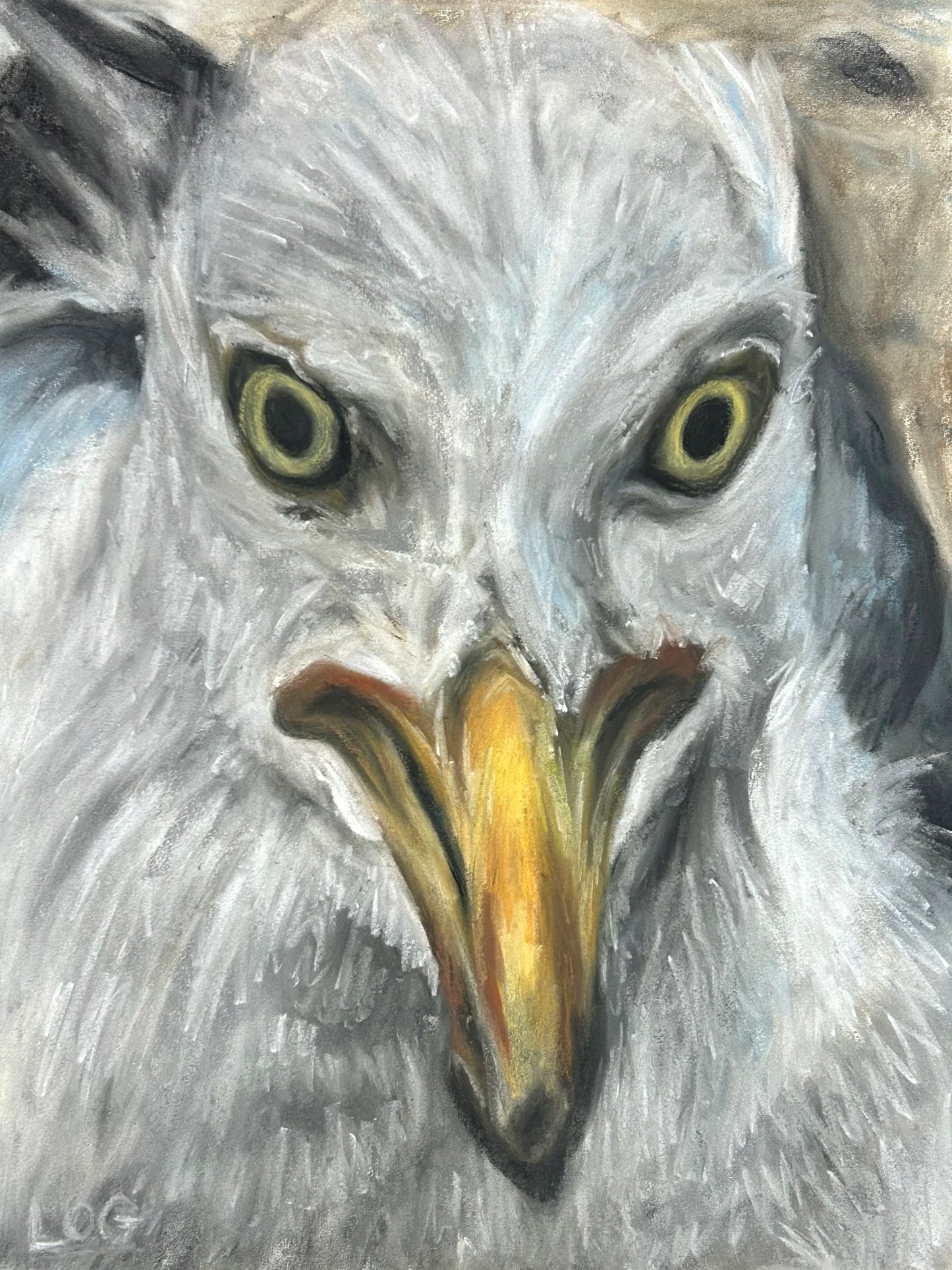 Seagull Portrait Pastel Drawing